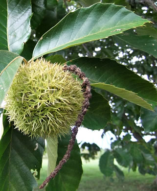 image of Castanea mollissima, Chinese Chestnut