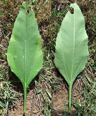 image of Helianthus tuberosus, Jerusalem Artichoke