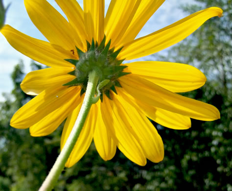 Helianthus tuberosus, Jerusalem Artichoke