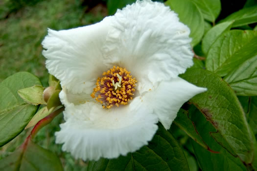 image of Stewartia ovata, Mountain Camellia, Mountain Stewartia