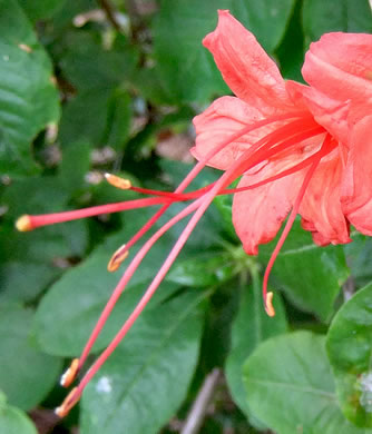 image of Rhododendron prunifolium, Plumleaf Azalea