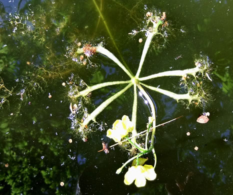 image of Utricularia radiata, Small Swollen Bladderwort, Floating Bladderwort, little floating bladderwort