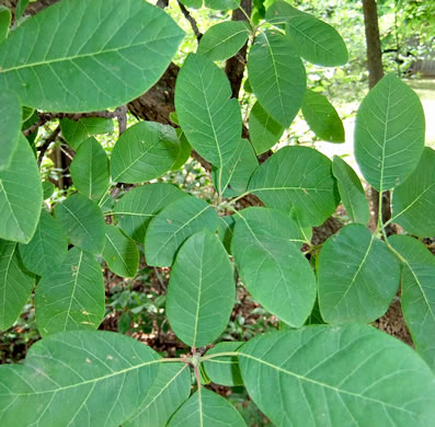 image of Cotinus obovata, American Smoketree