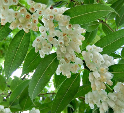 image of Agarista populifolia, Tall Fetterbush, Florida Leucothoe, Florida Hobblebush, Agarista