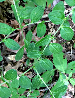 image of Lithospermum tuberosum, Southern Stoneseed