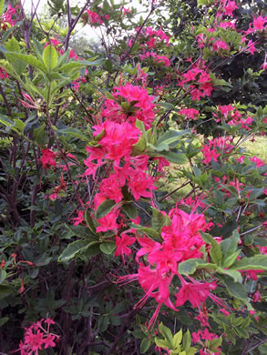 image of Rhododendron cumberlandense, Cumberland Azalea, Baker's Azalea