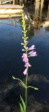 image of Physostegia leptophylla, Tidal Marsh Obedient-plant, Swamp Obedient-plant, Narrowleaf Obedient-plant, Slenderleaf False Dragonhead