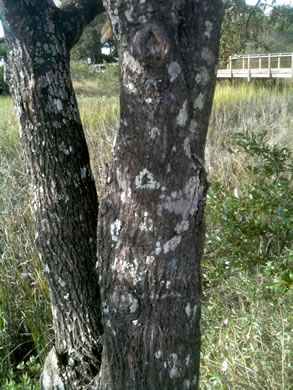 image of Sideroxylon tenax, Tough Buckthorn, Tough Bumelia, Tough Bully