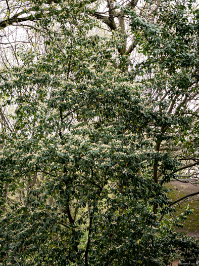 image of Prunus caroliniana, Carolina Cherry Laurel, Carolina Laurel Cherry