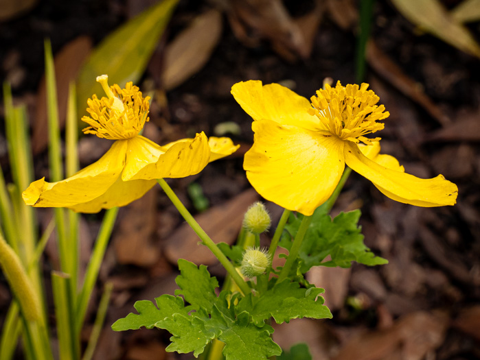 image of Stylophorum diphyllum, Celandine-poppy, Woods-poppy