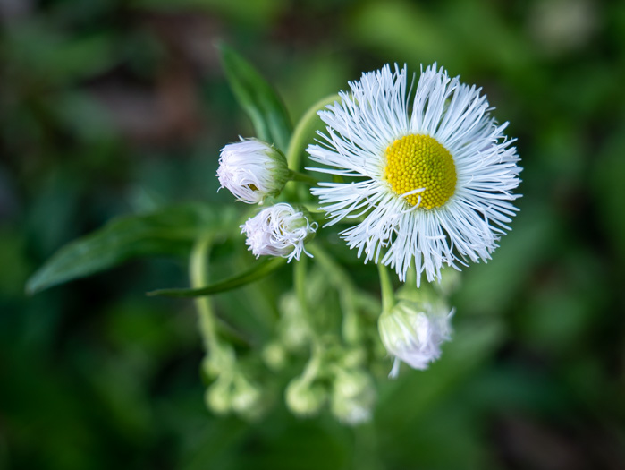 image of Erigeron philadelphicus var. philadelphicus, Daisy Fleabane, Philadelphia Fleabane, Philadelphia-daisy, Common Fleabane