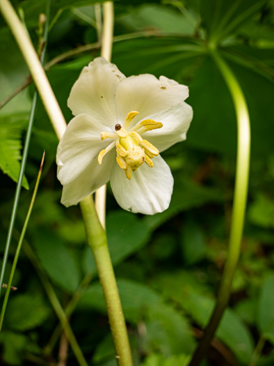 image of Podophyllum peltatum, May-apple, American Mandrake