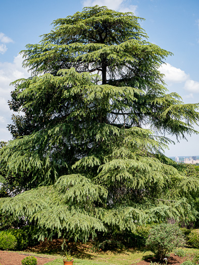 image of Cedrus deodara, Deodar Cedar