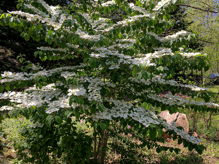 image of Viburnum plicatum, Japanese Snowball Viburnum, Doublefile Viburnum