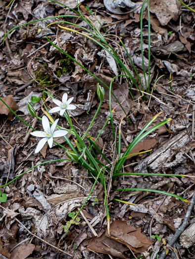 image of Ornithogalum umbellatum, Garden Star-of-Bethlehem, Snowflake, Nap-at-noon