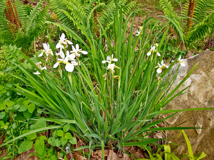 image of Iris sibirica, Siberian Iris