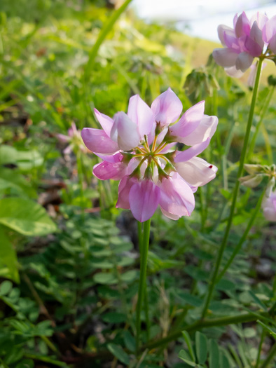 image of Securigera varia, Crown-vetch