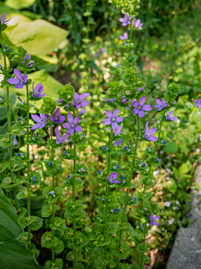 image of Triodanis perfoliata, Clasping Venus's Looking-glass