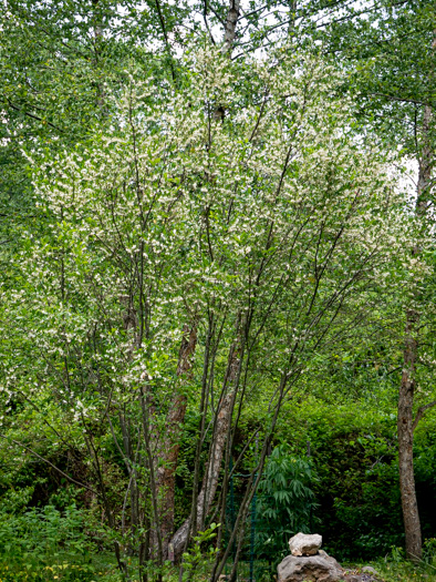 image of Styrax americanus var. americanus, American Storax, American Snowbell