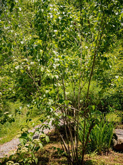 image of Viburnum dentatum, Southern Arrowwood