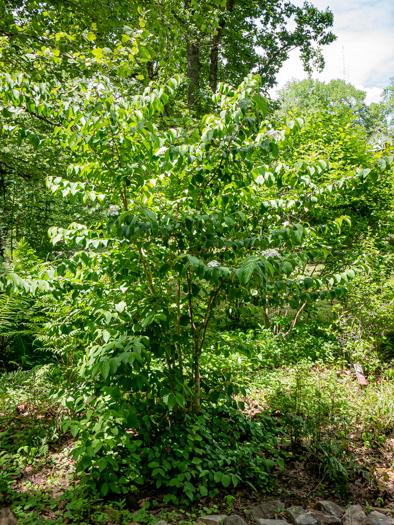 image of Hydrangea radiata, Snowy Hydrangea, Silverleaf Hydrangea