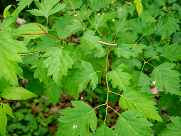 image of Crataegus coccinea, Scarlet Hawthorn