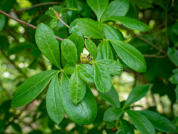 image of Rhododendron viscosum var. viscosum, Swamp Azalea, Clammy Azalea, Swamp Honeysuckle, Catchfly Azalea