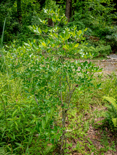 image of Rhododendron viscosum var. viscosum, Swamp Azalea, Clammy Azalea, Swamp Honeysuckle, Catchfly Azalea