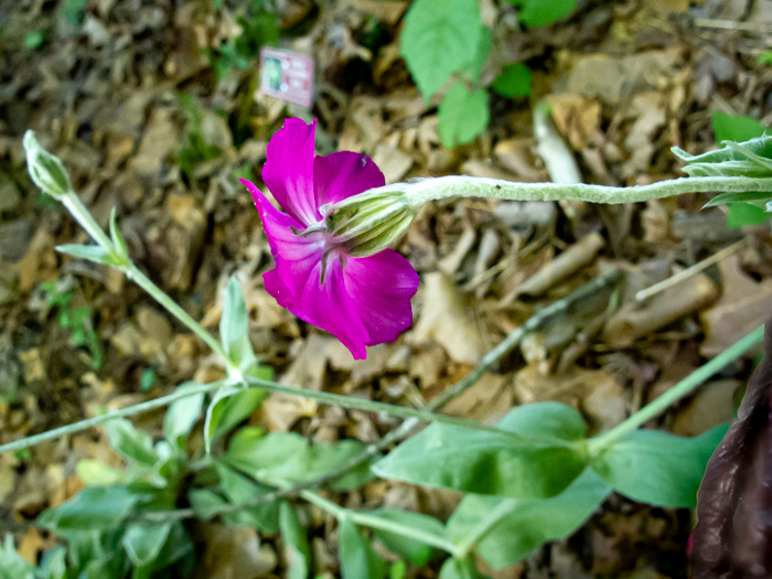 image of Silene coronaria, Rose Campion, Mullein-pink