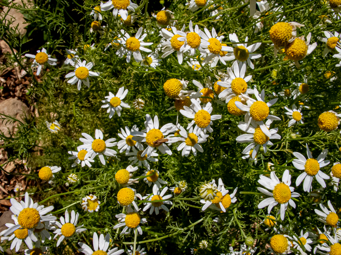 image of Anthemis cotula, Stinking Chamomile, Stinking Mayweed, Dog-fennel, Chigger-weed