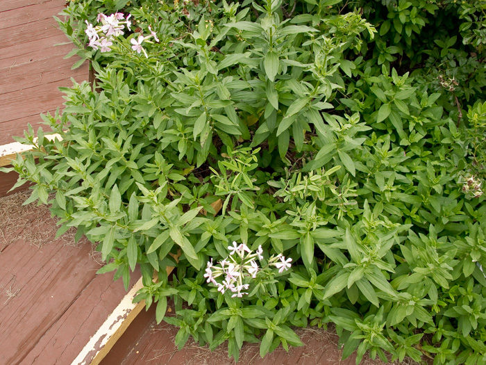 image of Saponaria officinalis, Soapwort, Bouncing Bet