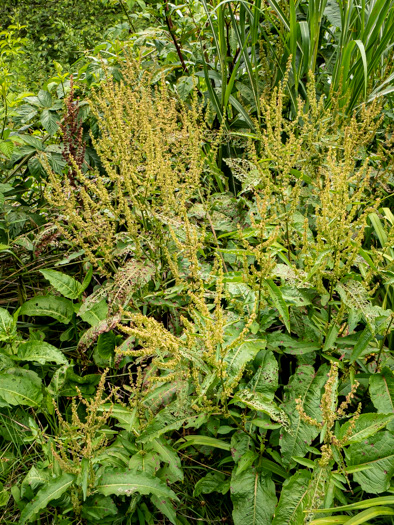 image of Rumex obtusifolius, Bitter Dock, Broadleaf Dock