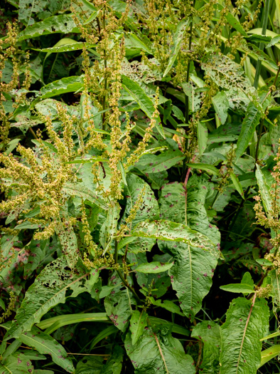 image of Rumex obtusifolius, Bitter Dock, Broadleaf Dock