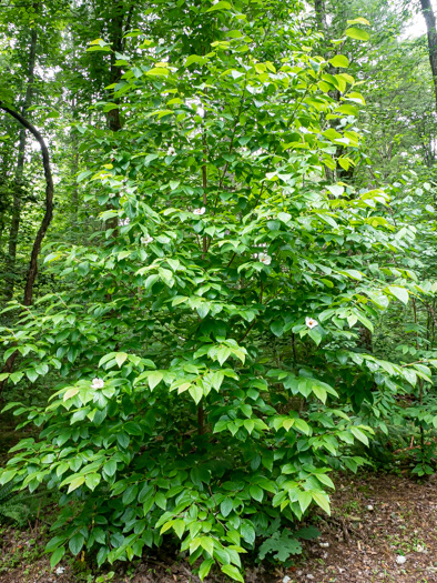 image of Stewartia ovata, Mountain Camellia, Mountain Stewartia