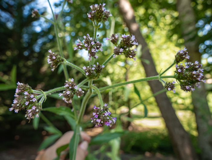 image of Verbena bonariensis, Purpletop Vervain, Tall Vervain