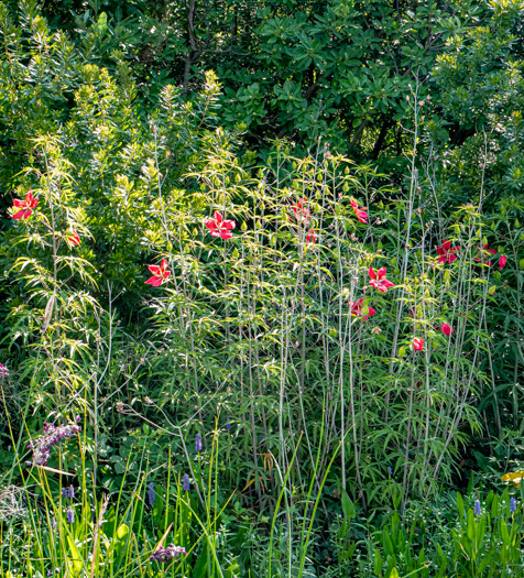 image of Hibiscus coccineus, Scarlet Rosemallow, Scarlet Hibiscus, Swamp Mallow