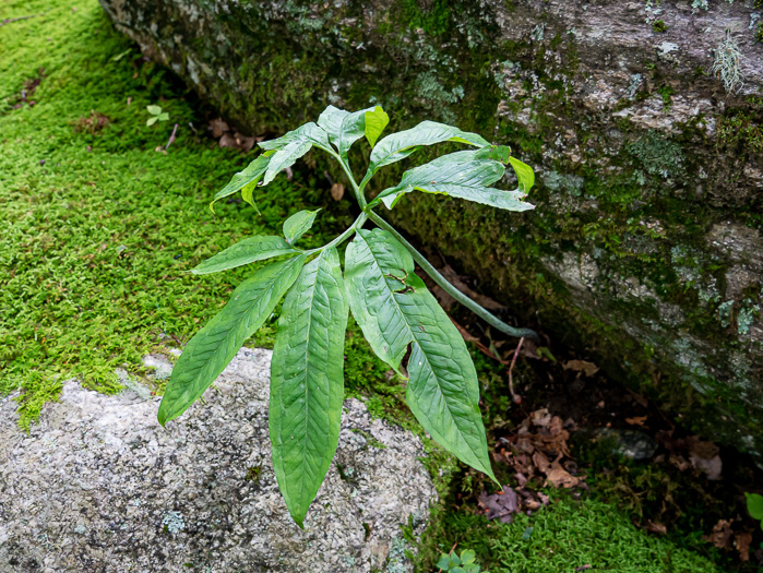 image of Arisaema dracontium, Green Dragon