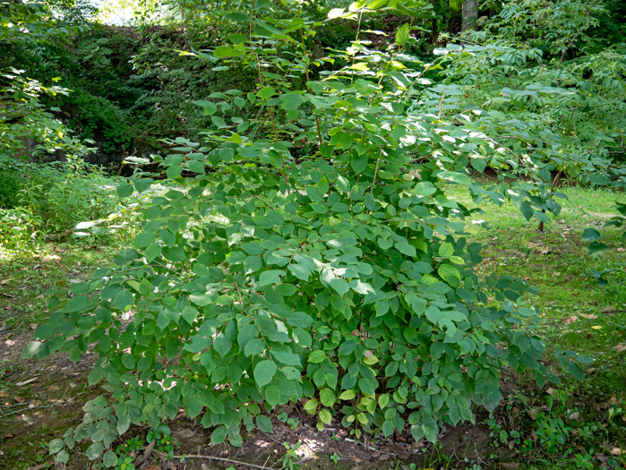 image of Corylus americana, American Hazelnut, American Filbert