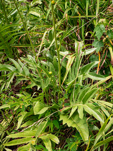 image of Silphium pinnatifidum, Tansy Rosinweed, Cutleaf Prairie-dock