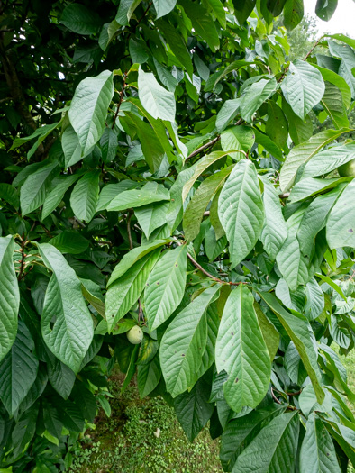 image of Asimina triloba, Common Pawpaw, Indian-banana