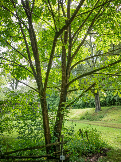 image of Ulmus rubra, Slippery Elm, Red Elm