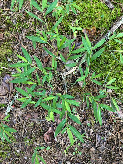 image of Microstegium vimineum, Japanese Stiltgrass, Japanese-grass, Nepalese Browntop, Nepal Grass