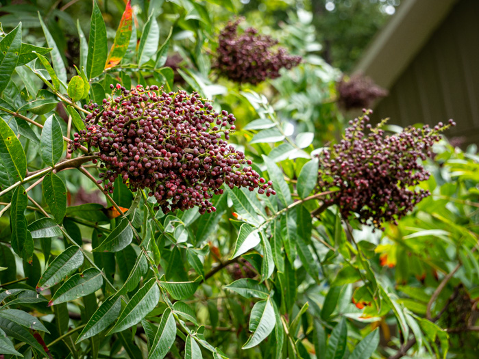 image of Rhus copallinum +, Winged Sumac, Shining Sumac, Dwarf Sumac