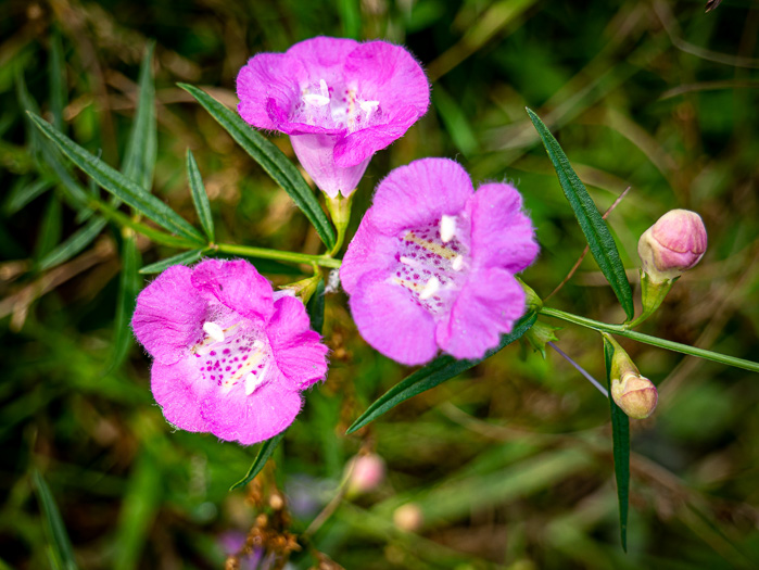 image of Agalinis purpurea, Purple Gerardia, Common Agalinis, Purple False Foxglove