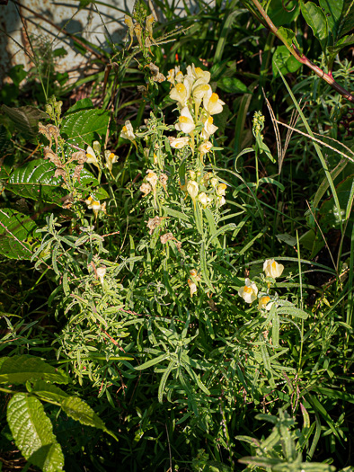 image of Linaria vulgaris, Butter-and-eggs, Yellow Toadflax, Wild-snapdragon