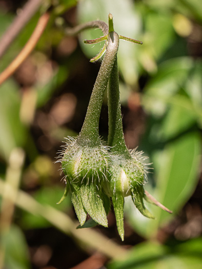 image of Ipomoea purpurea, Common Morning Glory