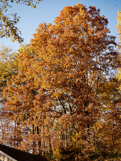 image of Quercus stellata, Post Oak