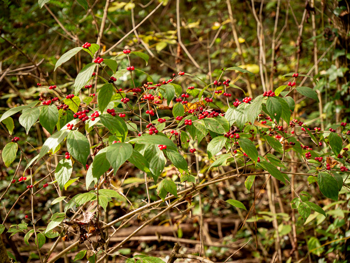 image of Lonicera maackii, Amur Bush-honeysuckle, Amur Honeysuckle