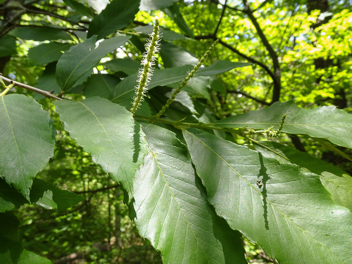 image of Castanea pumila, Common Chinquapin, Chinkapin, Allegheny Chinquapin