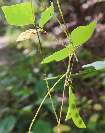 legume